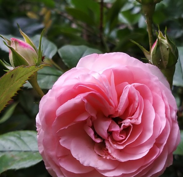 Купити саджанці рози Mini Eden Rose- роза недорого с доставкою по всій ...